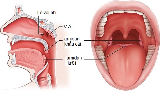 Y học hiện đại ứng dụng Xạ can trong việc điều trị các bệnh về đường hô hấp 1