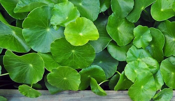 Ho đờm, viêm họng hạt mạn tính thử cách này giúp cải thiện