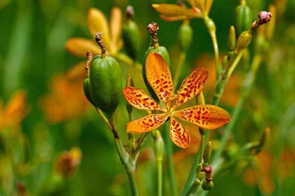 Đánh bay viêm đường hô hấp bằng cây Xạ can
