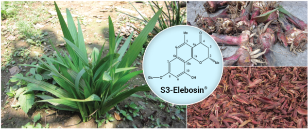 Phát hiện hoạt chất mới S3 – Elebosin đẩy lùi các bệnh Viêm đường hô hấp 3