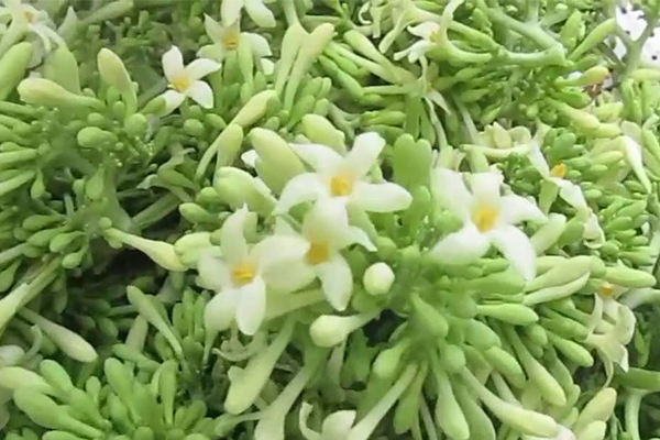 Bí quyết vàng chế ngự đau rát họng, ho đờm dai dẳng 2