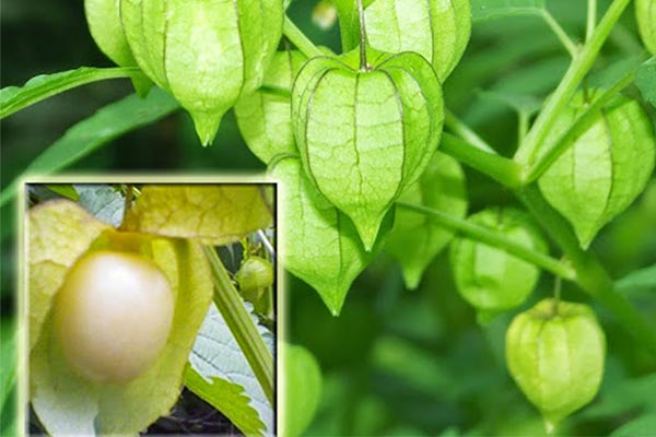 Viêm họng hạt mạn tính thử đủ cách không đỡ 2
