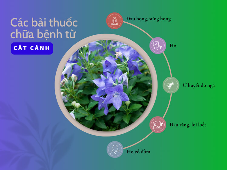 Các bài thuốc sử dụng Cát cánh nổi tiếng