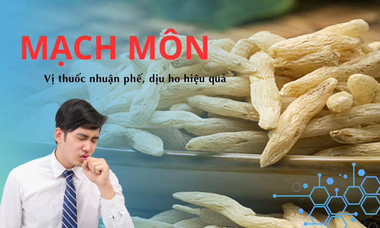 mạch môn vị thuốc nhuận phế dịu ho hiệu quả