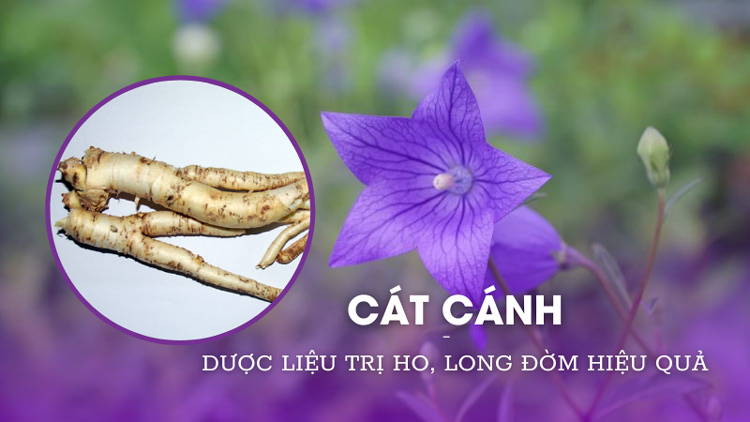 Cát cánh là dược liệu vô cùng tốt đối với sức khỏe con người