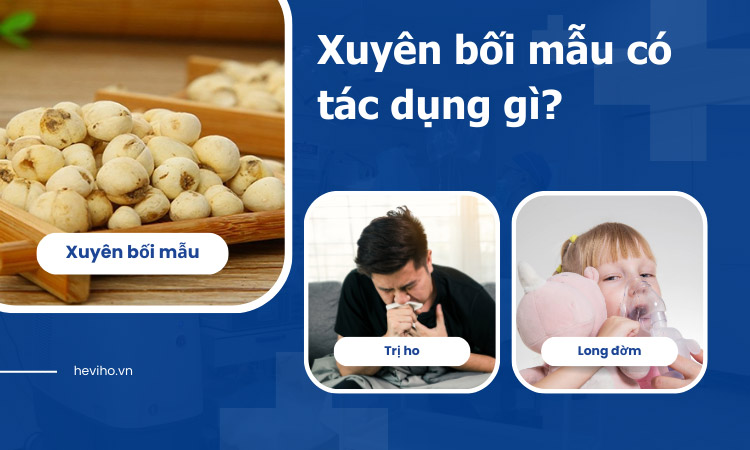 xuyên bối mẫu có tác dụng gì