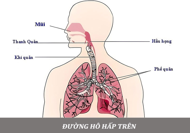 viem-duong-ho-hap-tren1.jpg